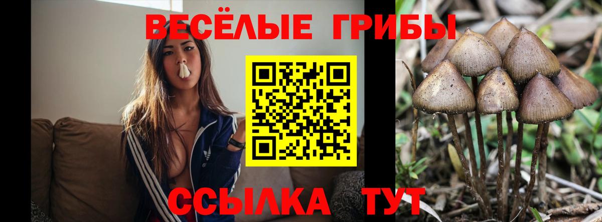 Псилоцибиновые грибы Cubensis  Вход с VPN  Анапа 
